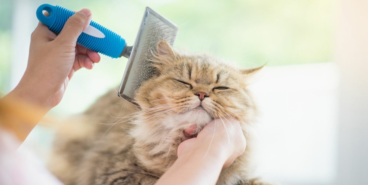 寵物店頂讓,寵物店牌照,香港寵物店頂讓流程,寵物店經營利潤,香港寵物店頂讓金額